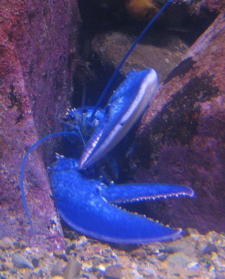 Blauwe kreeft in het New England aquarium (Boston)