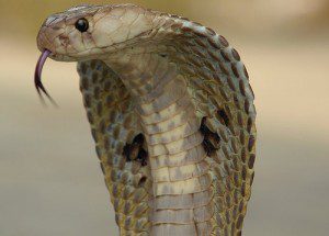 indiase cobra