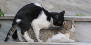 Krolse katten
