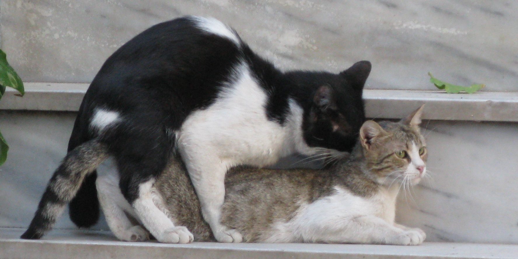 Krolse katten